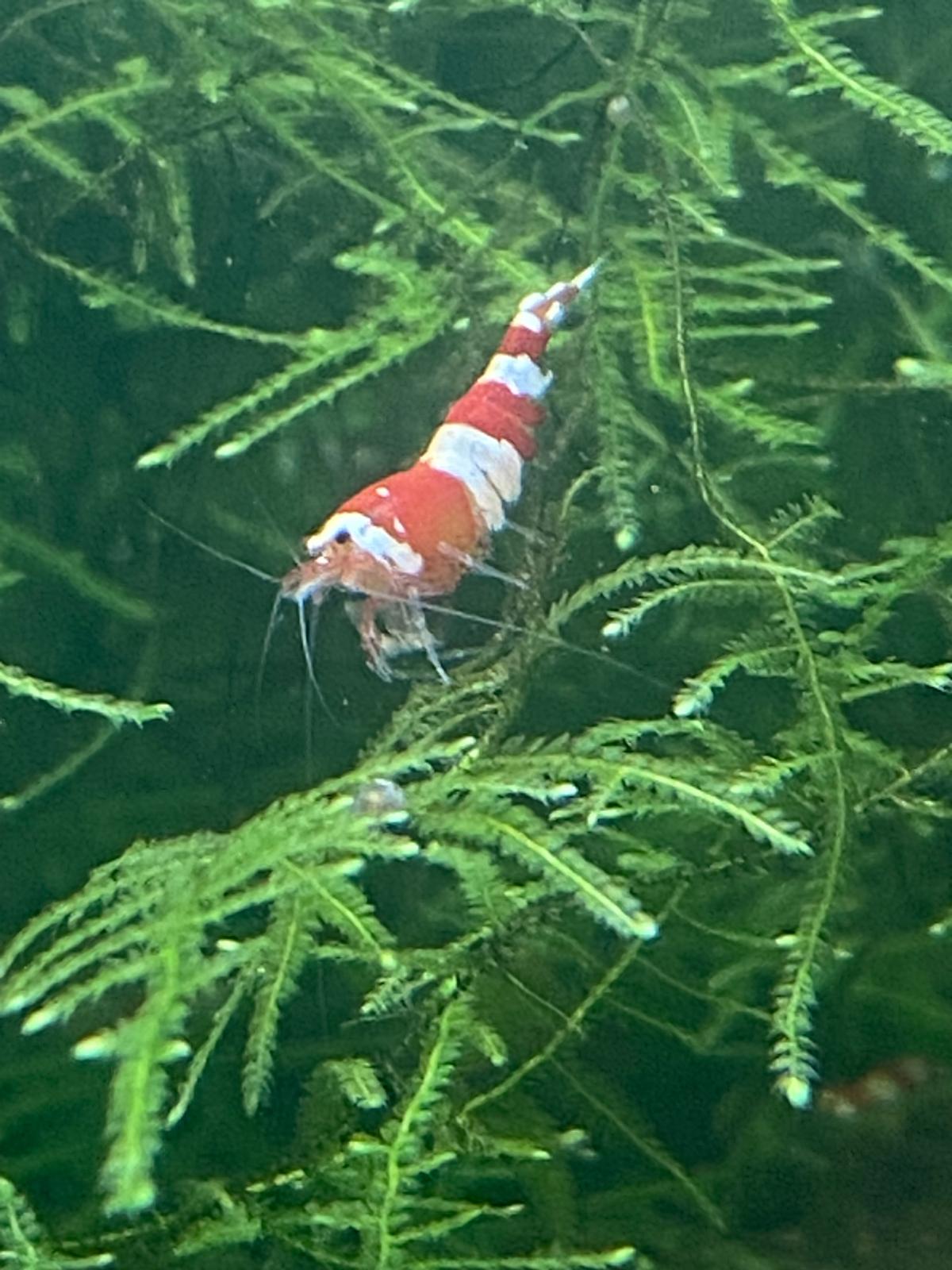 Crystal Red Shrimp