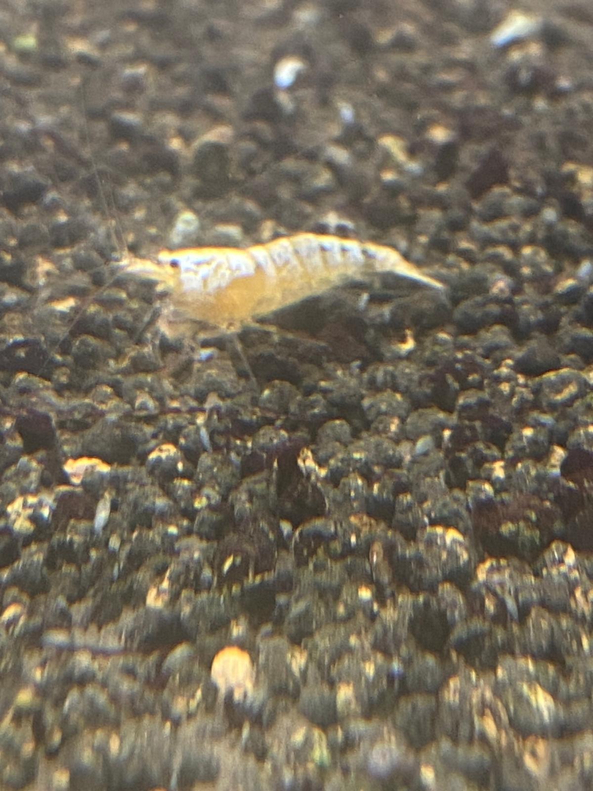 Orange Shrimp