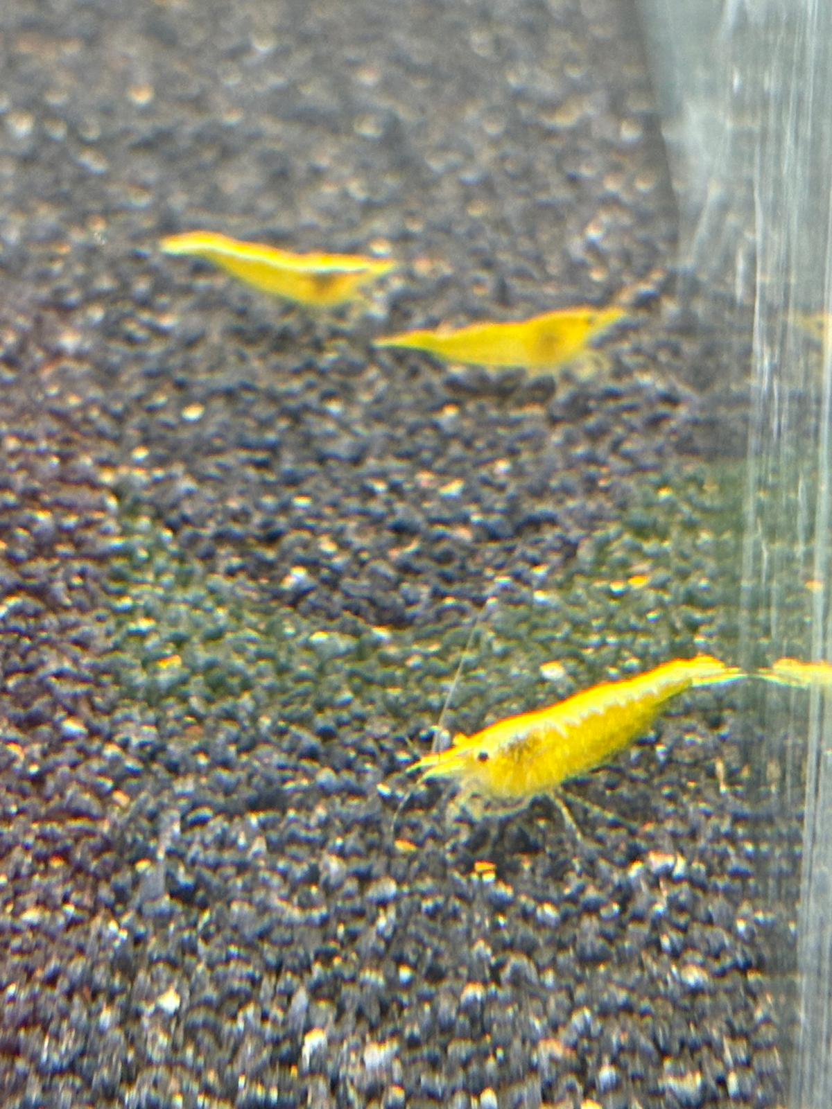 Yellow Shrimp